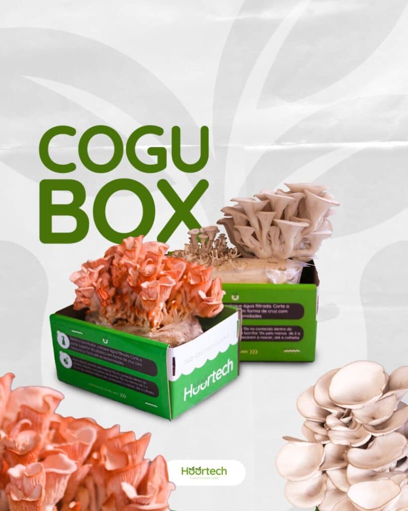 caixa cogubox